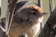 Spinifexbird (Eremiornis carteri)